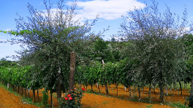 Rebstoecke Villa Histria